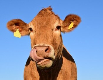 La ferme de Buffet